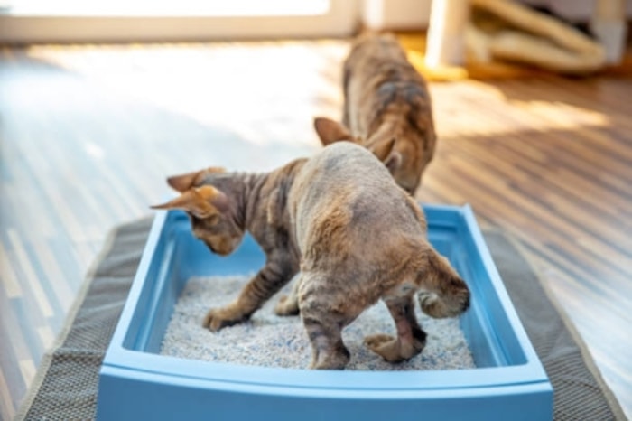 Biarkan Kucing Mengitari Litter Box untuk Mengenalinya