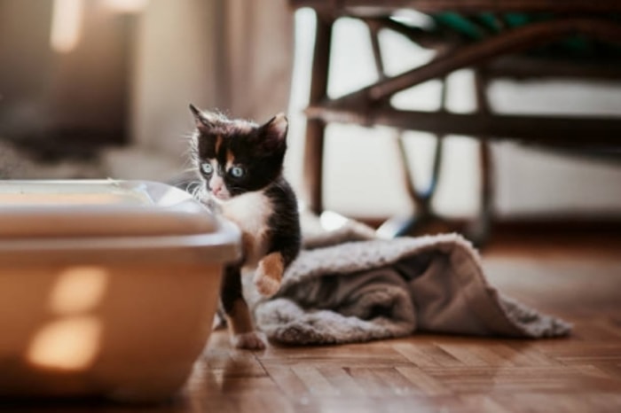 Kucing adalah Hewan yang Suka Kebersihan 