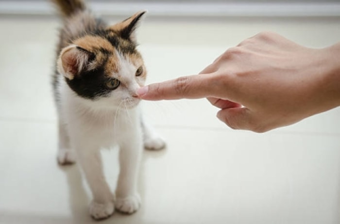 Beri Kucing Waktu untuk Belajar dan Jangan Menghukumnya