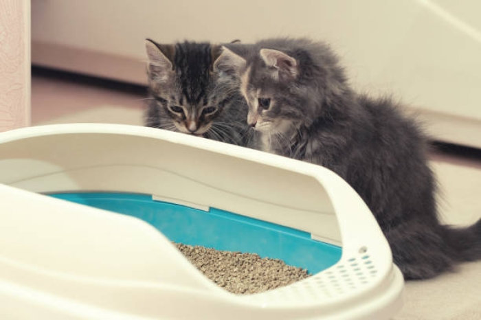 Melatih Kitten untuk Menggunakan Litter Box