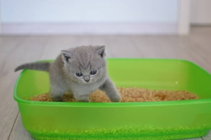 Meskipun untuk Kitten, Pastikan Ukurannya Tidak Terlalu Kecil