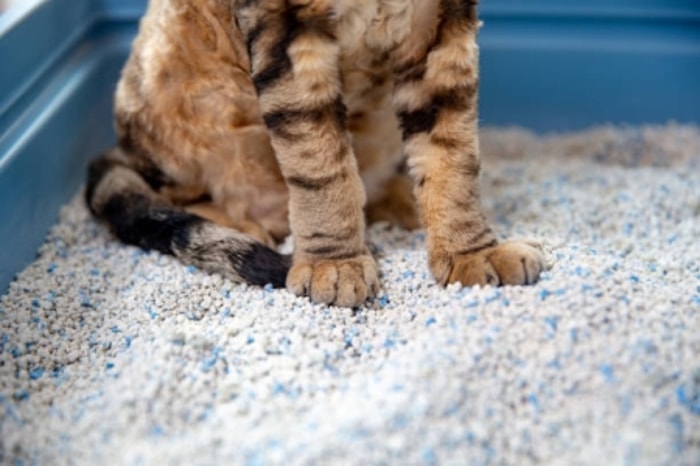 Pilih Pasir yang Tidak Kasar di Kaki Kucing