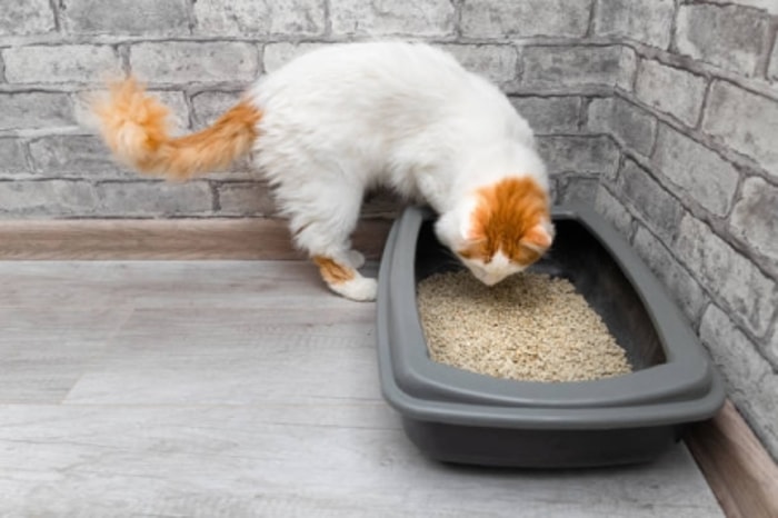 Pastikan Meletakkan di Area yang Mudah Dijangkau Kucing