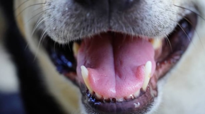 Anjing yang Puasa Makan Rentan akan Gula Darah Rendah
