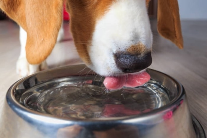 Meski Puasa, Anjing Harus Mendapat Air Minum yang Cukup
