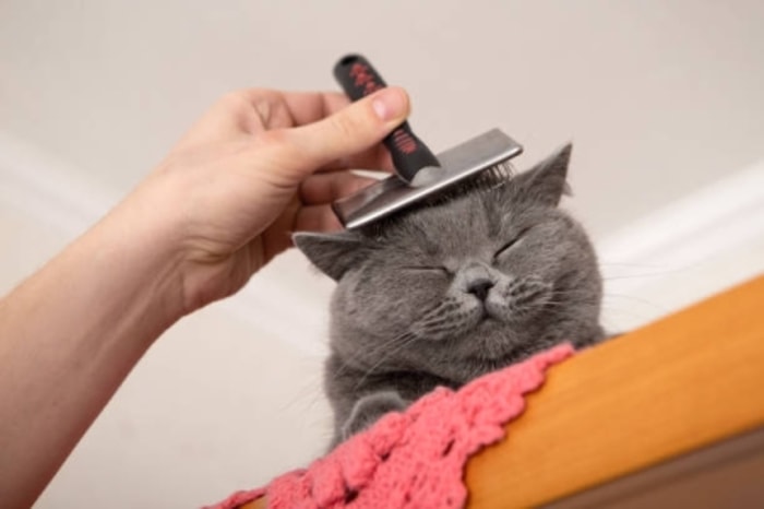 Menyisir Membantu Kucing Terhindar dari Hair Ball