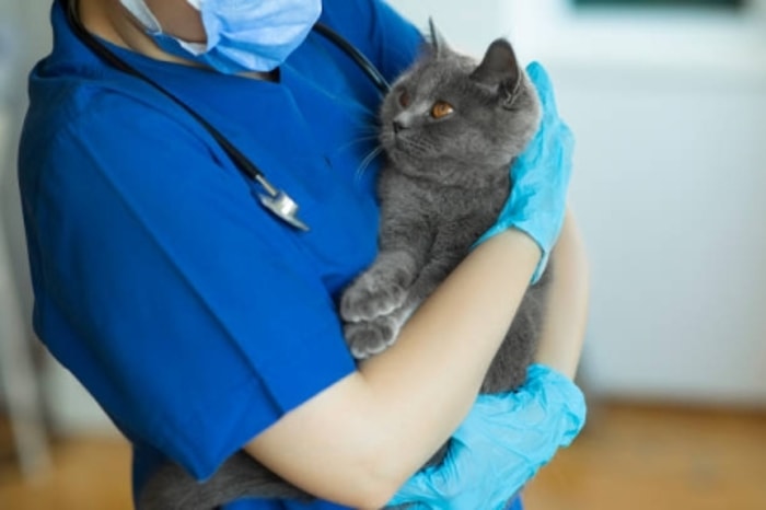Bawa ke Dokter Jika Tidak Kunjung Membaik