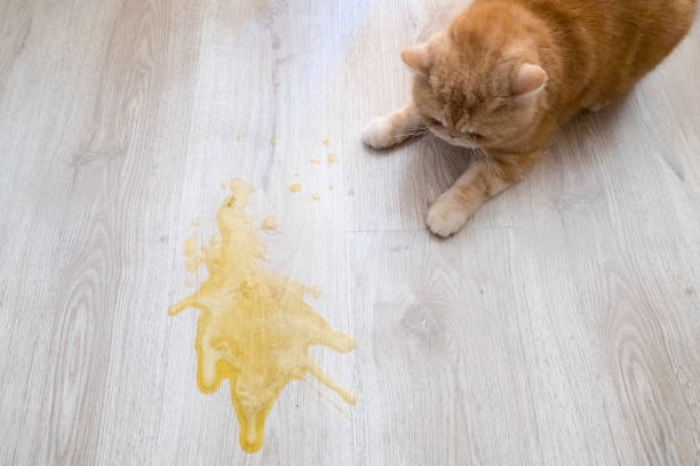 Muntahan Kucing Berwarna