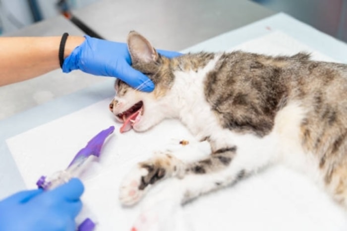 Ambil Benda yang Dapat Memicu Kucing Muntah