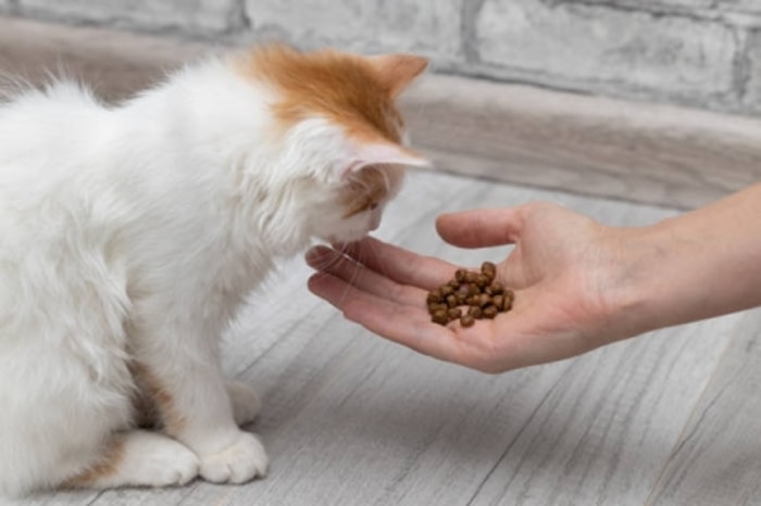 Makan Berlebih Dapat Memicu Kucing Muntah