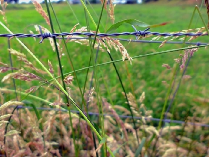Pemasangan Jaring Ini Hanya di Satu Sisi Sawah