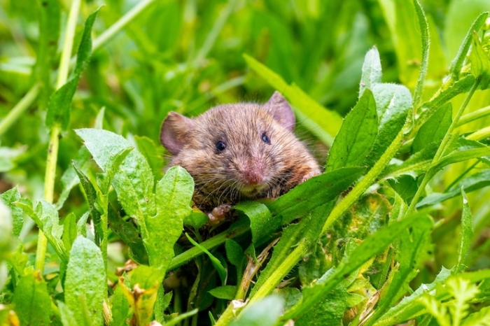 Tikus Sebagai Musuh Petani