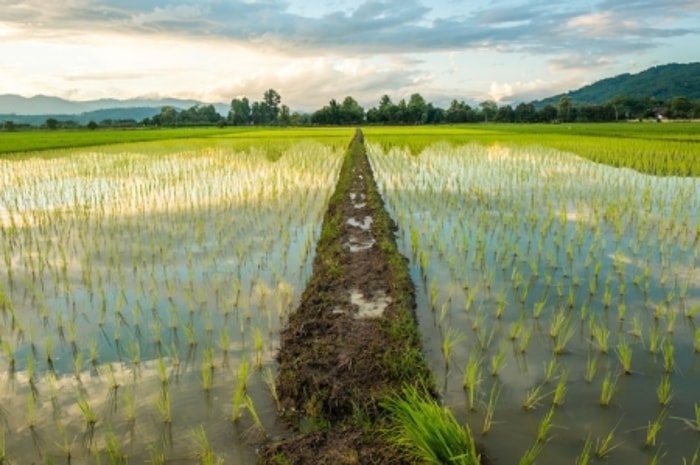 Penerapan Metode Ini Bergantung pada Kondisi Lahan