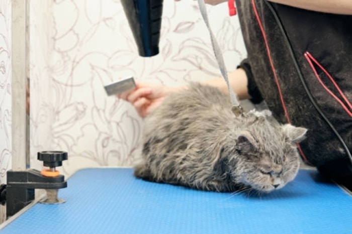 Hal-Hal yang Harus Dihindari Saat Memandikan Kucing