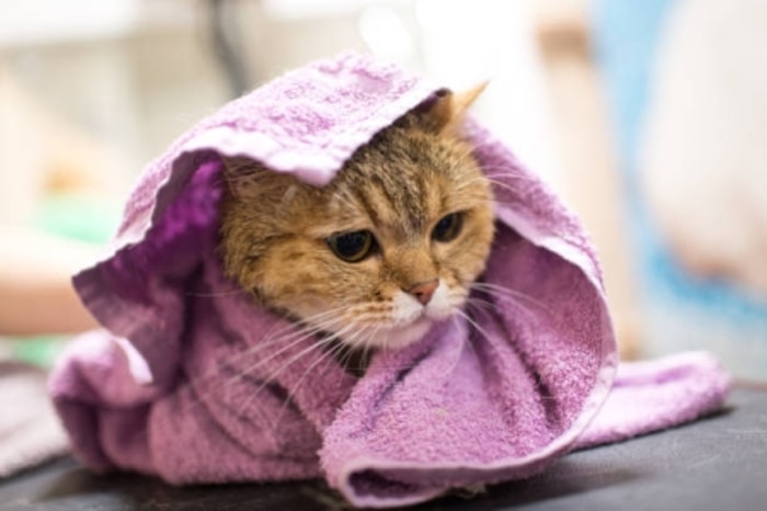 Pastikan Gunakan Handuk Lembut agar Kucing Nyaman