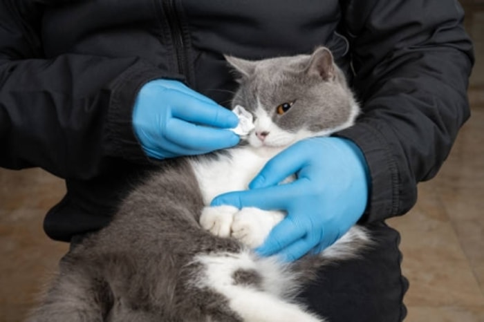 Pastikan Menggunakan Tisu Basah Khusus Kucing