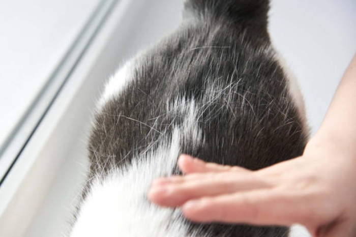 Bagaimana Cara Mengatasi Bulu Kucing Rontok?