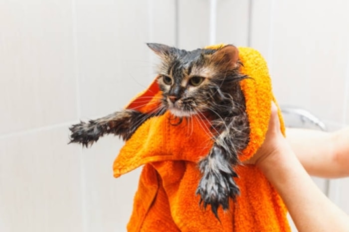 Mencegah Kucing Menjilati Badannya yang Terkontaminasi