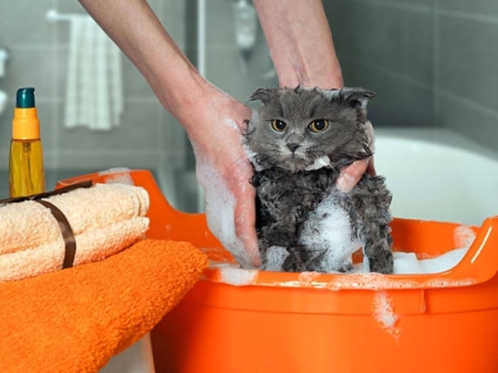 Membersihkan Bulu dengan Memandikan Kucing