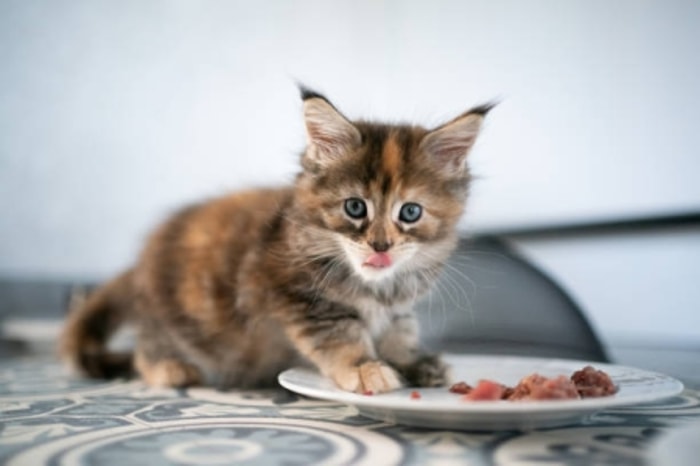 Biarkan Kitten Makan dengan Sendirinya