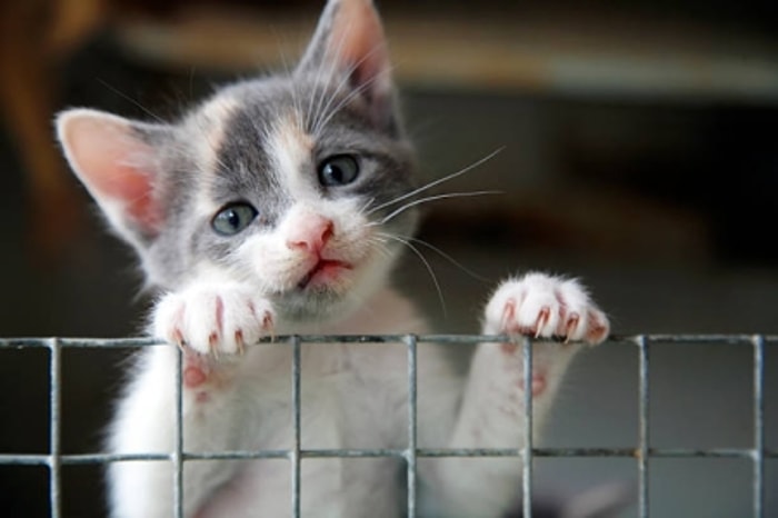 Bawa Kitten ke Dokter Hewan Jika Kondisi Memburuk