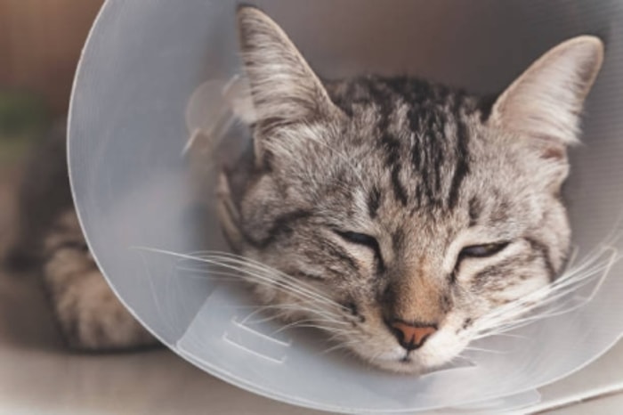 Mengurangi Resiko Kucing agar Kondisinya Tidak Semakin Parah