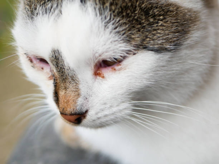 Apa Saja Jenis Sakit Mata pada Kucing?