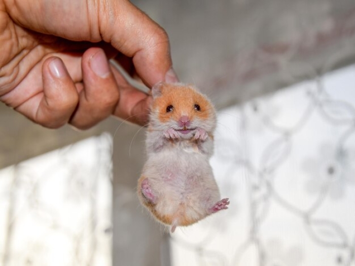 Apa Saja Penyakit yang Terjadi pada Hamster?