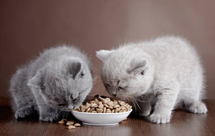 Anak Kucing Sudah Bisa Mengonsumsi Makanan Padat