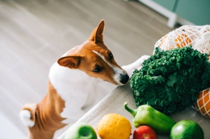 Anak Anjing Harus Mendapatkan Nutrisi Terbaik