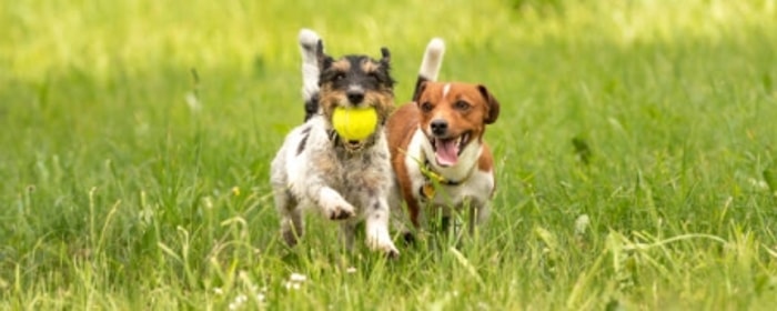 Anjing yang Gemar Bersosialisasi adalah Anjing yang Bahagia