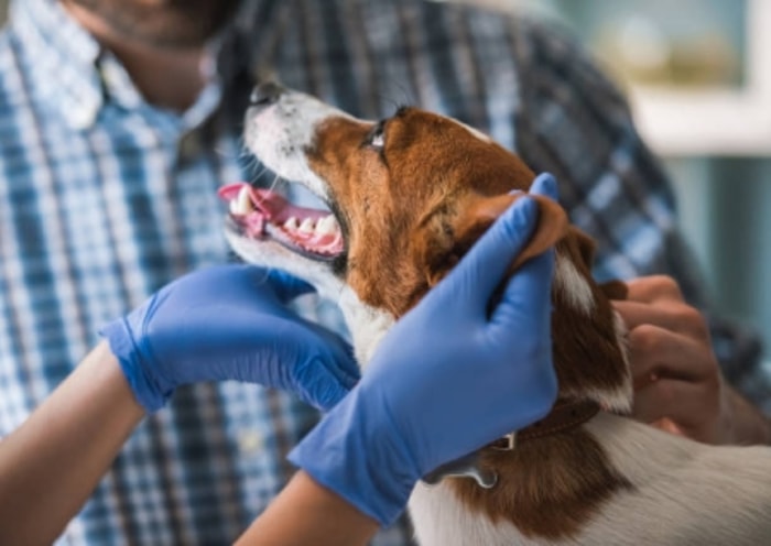 Bagaimana Cara Meyelamatkan Anak Anjing dengan Langit-Langit Sumbing?