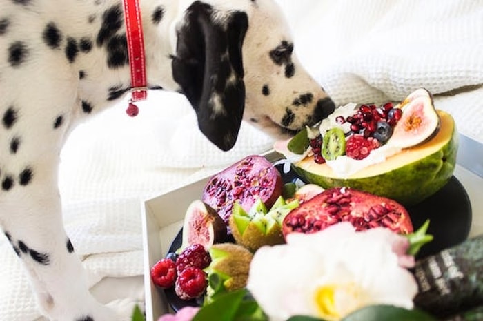 Anjing Tidak Boleh Makan Makanan Apa Saja?