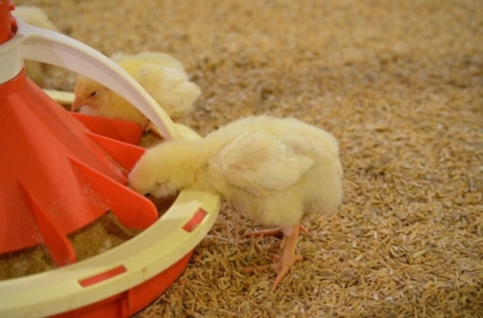 Pakan Berkualitas Mampu Menghasilkan Ayam Berkualitas