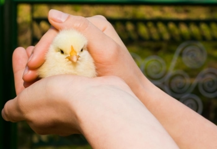 Ayam yang Sehat Tentu Memiliki Nilai Jual Tinggi