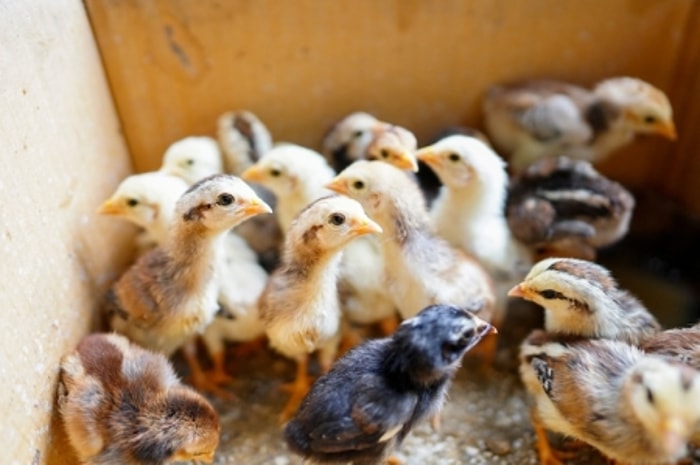 Kandang yang Sempit Memicu Ayam Saling Menyakiti Sesama