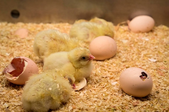 Cara Memelihara Anak Ayam Sesuai dengan Umur