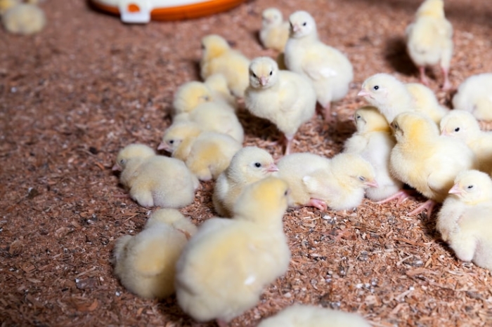 Gunakan Alas Kandang untuk Menampung Feses Anak Ayam