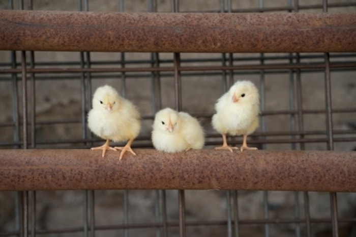 Sinar Matahari Berfungsi Memperkuat Fisik Anak Ayam