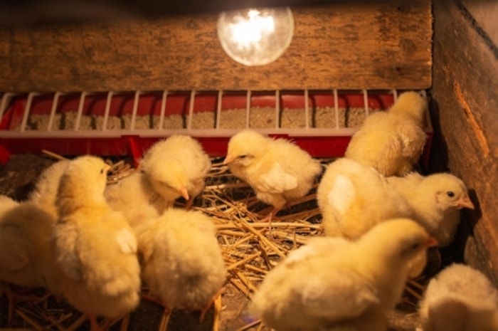 Pastikan Brooder Fleksibel dan Cukup Besar