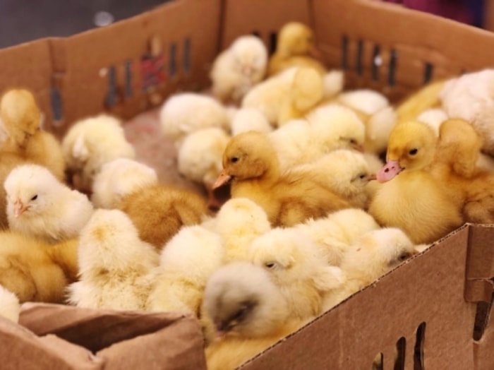 Penempatan Lampu Jangan Terlalu Dekat dengan Ayam