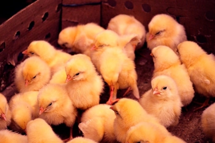 Suhu Sangat Penting untuk Anak Ayam Baru Lahir