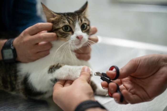 Anak Kucing Sudah Bisa Mendapat Perawatan dan Bermain