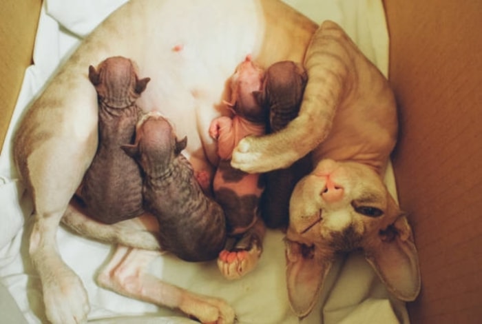 Saat Merawat Anak Kucing New Born, Bolehkah Menggunting Tali Pusarnya?
