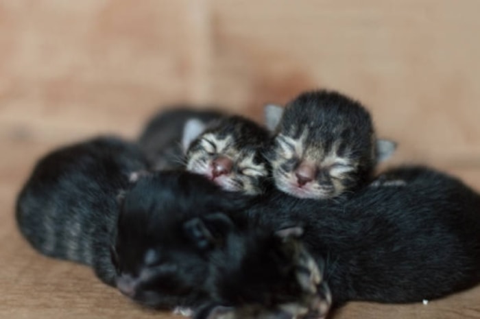 Anak Kucing yang Baru Lahir Cukup Sensitif