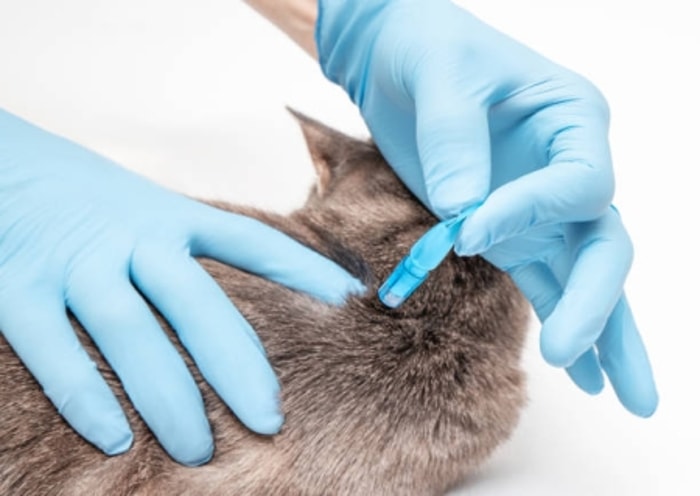 Lakukan Perlahan agar Kucing Tidak Berontak