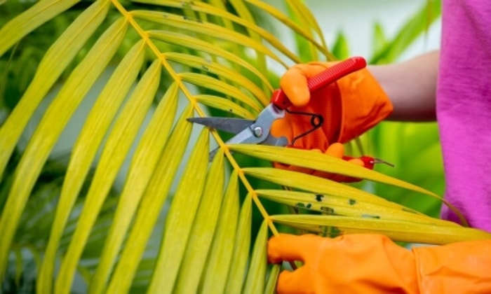 Biasakan Memakai Sarung Tangan Ketika Berkebun