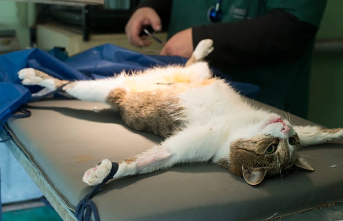 Steril Kucing Gratis di Depok, Catat Tanggalnya!