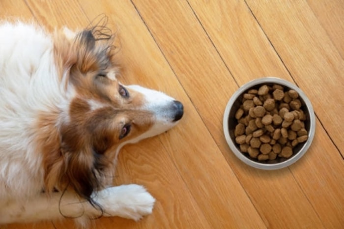 Selera Makan Dapat Berbeda Antar Anjing