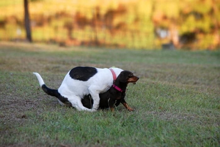 Anjing Melakukan Humping kepada Anjing Betina